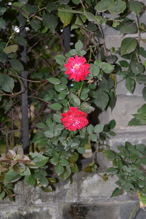 �������ɫ��Ǿޱ