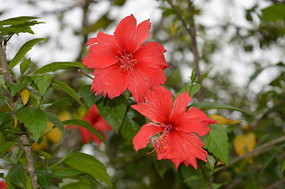 �������ŵĶž黨