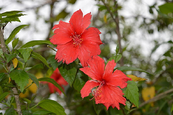 �ž黨����