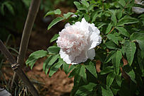 ��ʰ�ĵ������