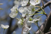 ����С��