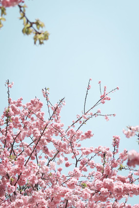 ïʢ�ķ�ɫӣ��