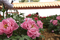 ĵ���ۺ���