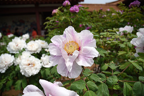 ĵ�����۽���