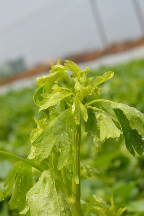 ���̵��۲�