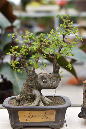 �˲����辰