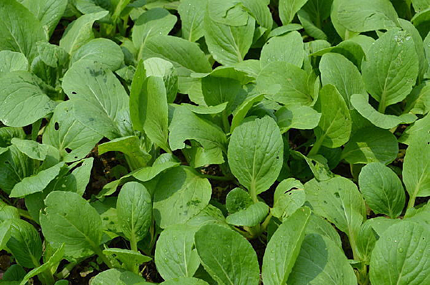 �Ϻ����߲�