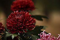 ʢ����īĵ��