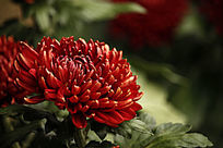 ʢ����īĵ��