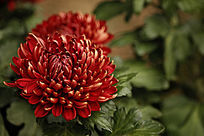 ʢ����īĵ��