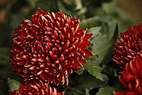 ʢ����īĵ��