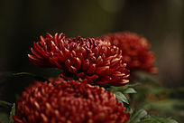 ʢ����īĵ��