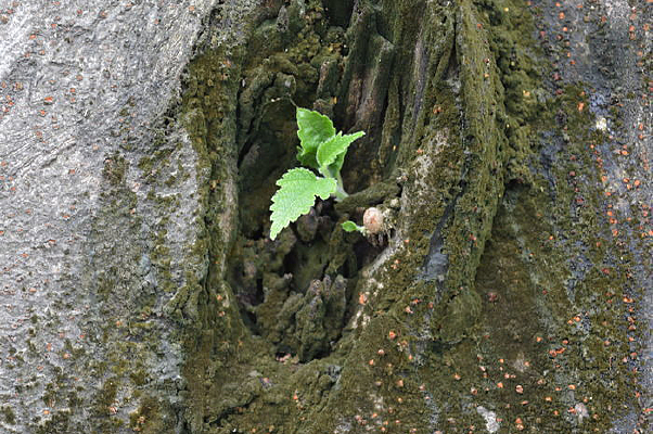 ����Ҷ�ӵ���