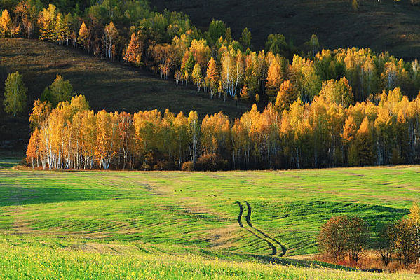 ��Ұ���ɫ����