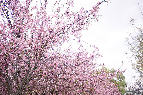 Ψ����ɫ���Ļ���