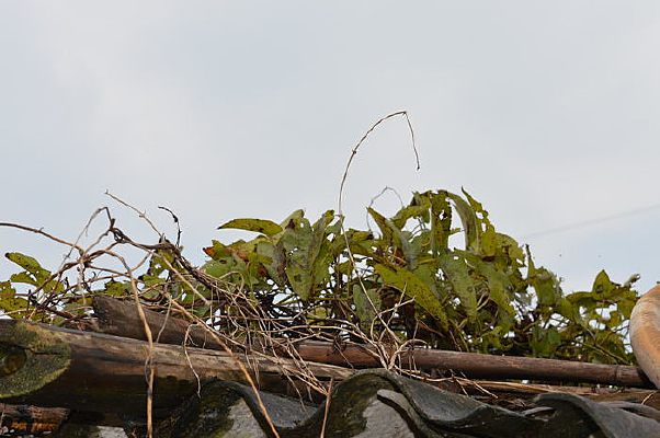 �����ϵ�ɽҩҶ��