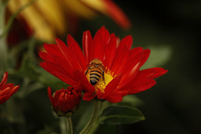 С�����ϵ��۷�