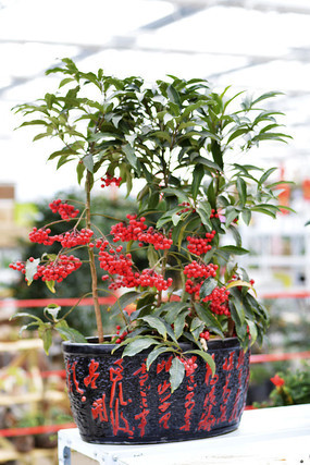 ��������辰