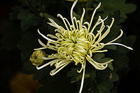 ���ŵľջ��������