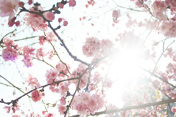 ����ķ�ɫ����