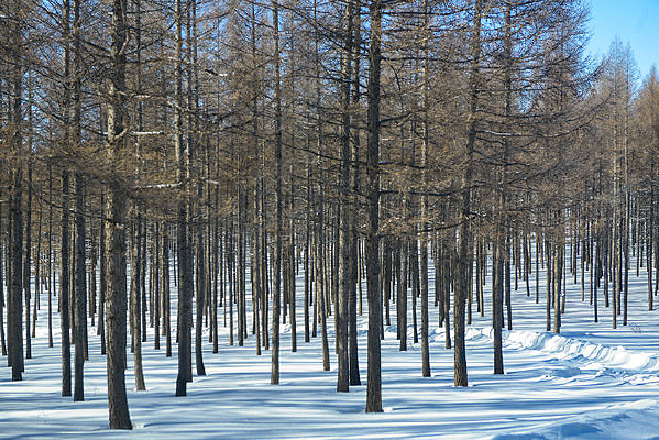 ����ɭ��