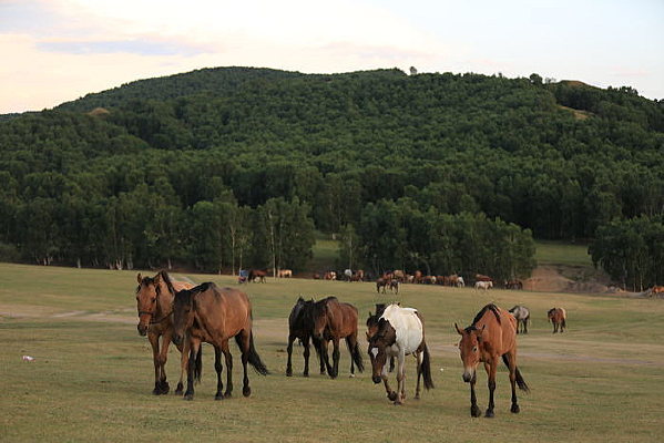 ��ԭ����