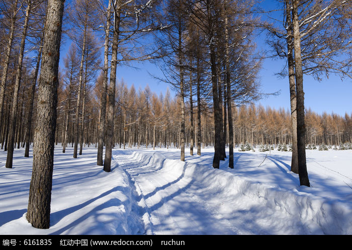 原创摄影图 自然风景 冰川雪地 草原树林雪景