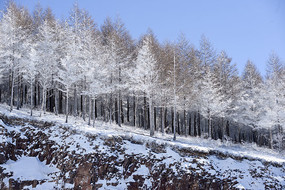 ��ԭѩ�ַ��