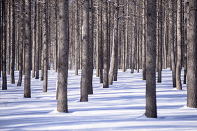 ��ԭѩ�־���