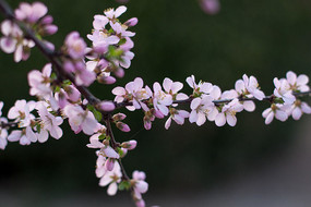 ����Ļ���