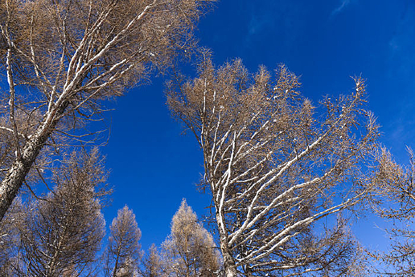 ����ѩ��