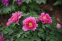 �ۺ�ĵ�������ߺ�����ĵ��