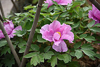 �ۺ�ĵ������������