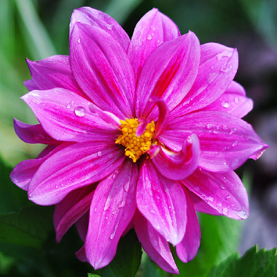 ��ɫ������