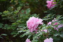 ��ɫĵ��������