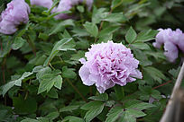 ��ɫĵ����