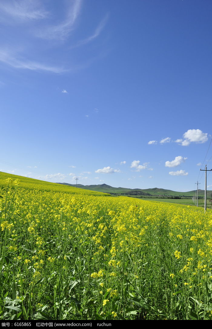 綠色夏天美景