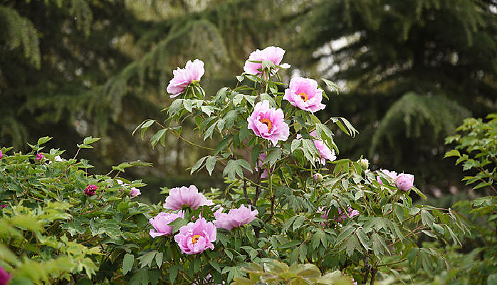 ĵ��԰��ɫĵ����