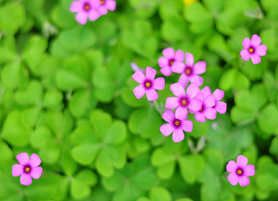 ��Ҷ�����˻�