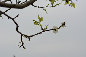 ʢ�����滨