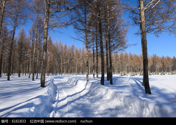 樹林雪景