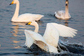 �����ٻ�ˮ