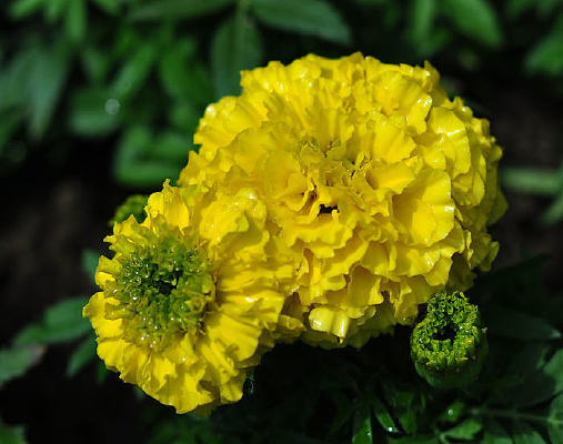 ���پ���д