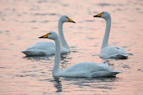 Ϧ����������ֻ���