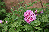 ���ĵ�� ����