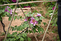 ����ʷ�ɫĵ��