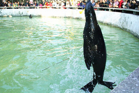 �����Ӽ��ĺ�ʨ