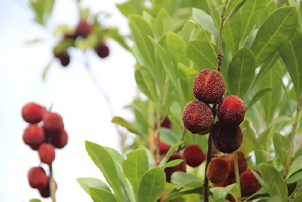 �������÷ͼƬ