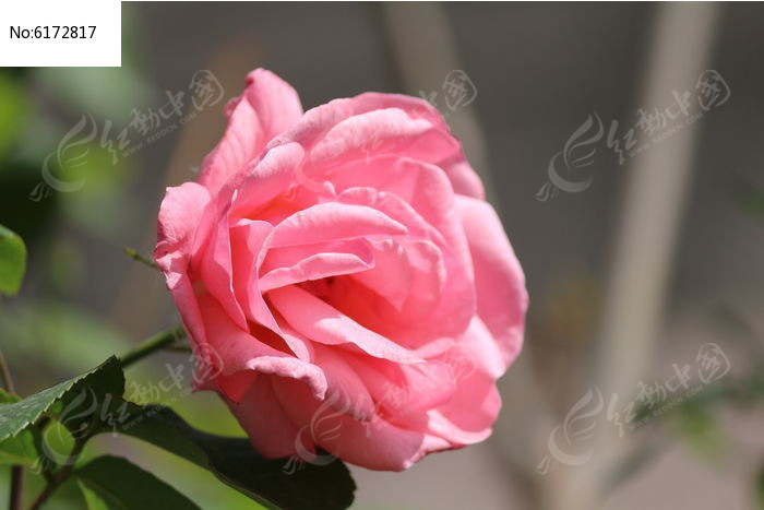 ��ɫ�¼���ͼƬ