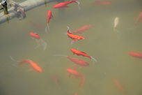 ���н���